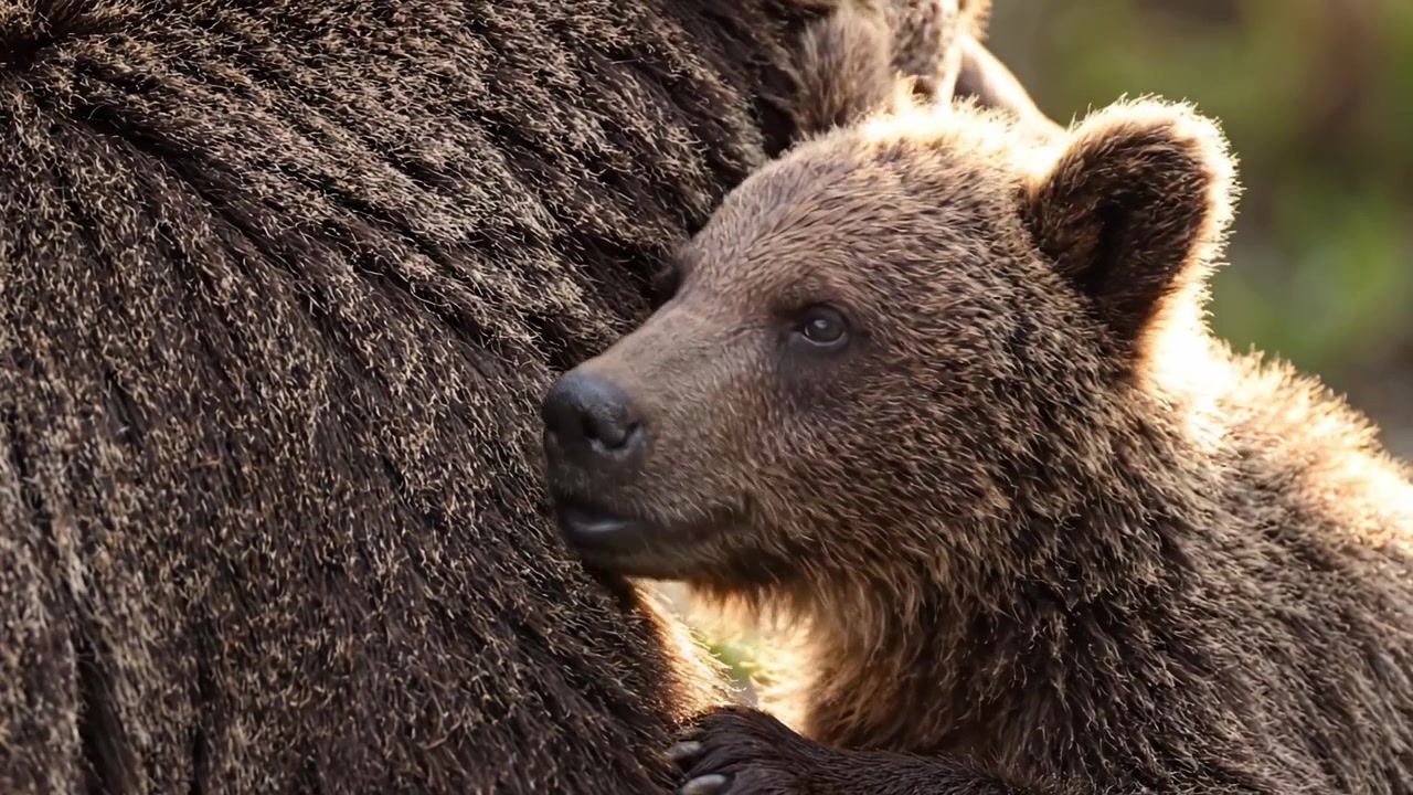 Momento tenero tra madre orsa grizzly e cucciolo che mostra lo stretto legame della fauna selvatica, evidenziando la cura e la protezione in natura.