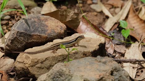 bugs and butterflies flying around a common sun skink, eutropis multifasciata that is lying on a rock by a stream inside a national park in thailand.