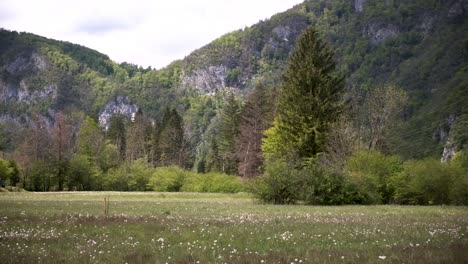 Spring-flowers-in-Slovenia-near-Bohinj-and-Lake-Bohinj