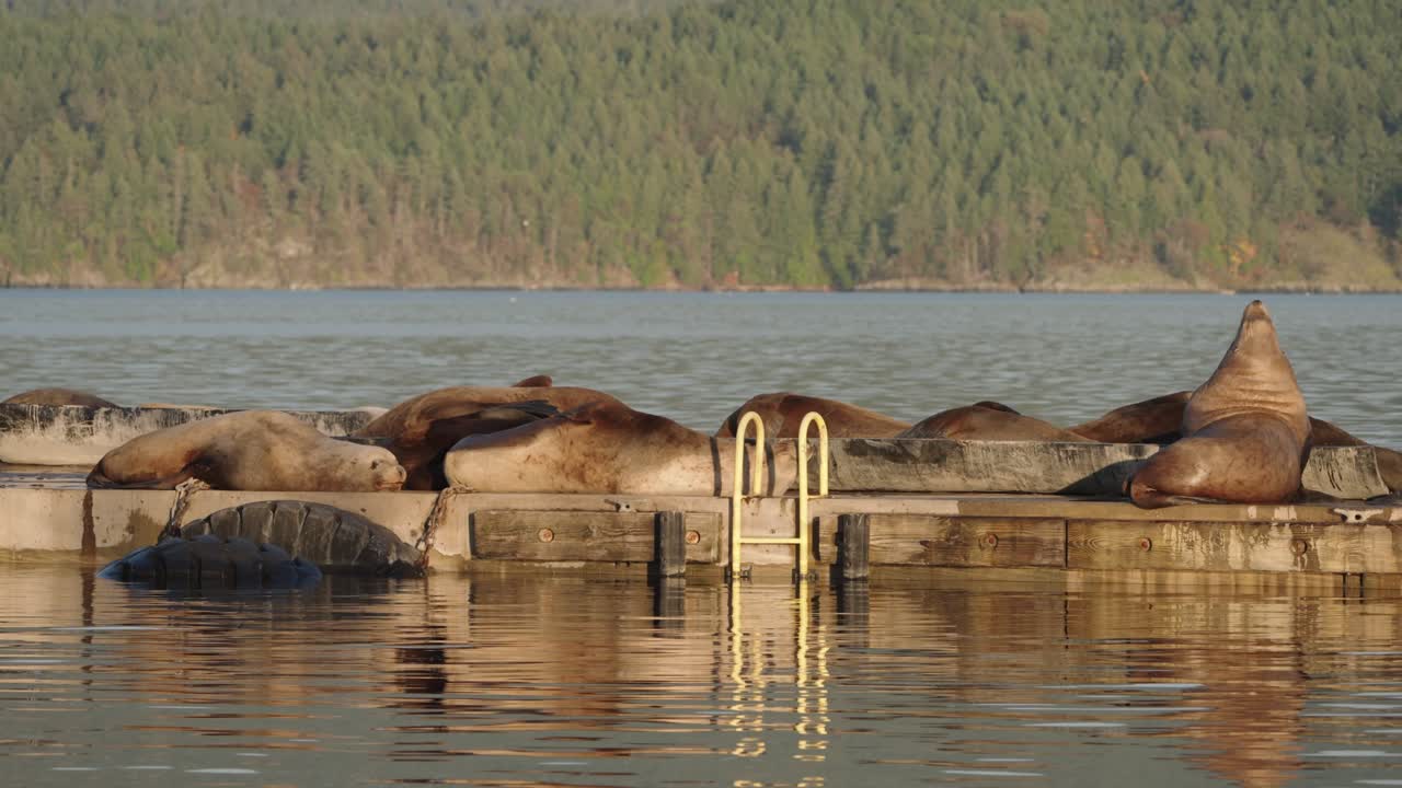 Sea lions resting on breakwater during autumn migration