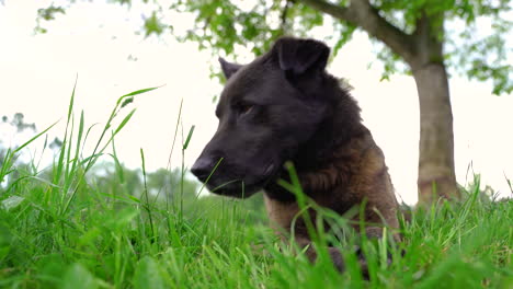 a black dog eats grass under the walnut tree in the garden