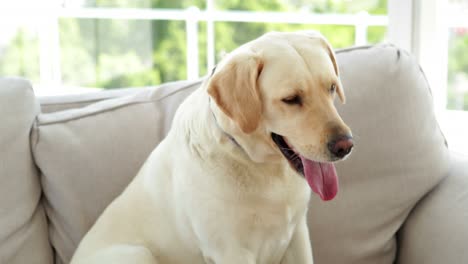 un lindo perro labrador sentado en el sofá