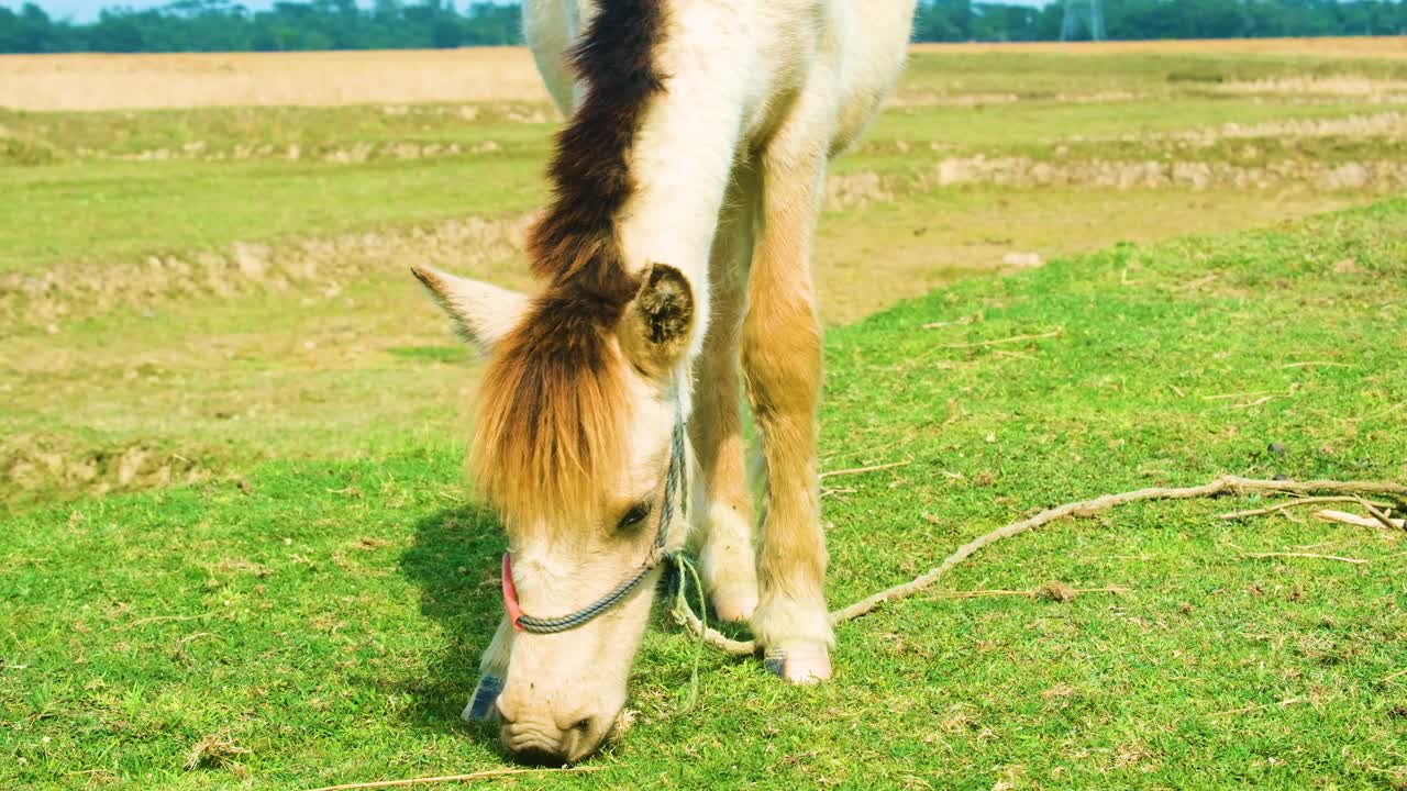 un caballo pastando en un campo en bangladesh