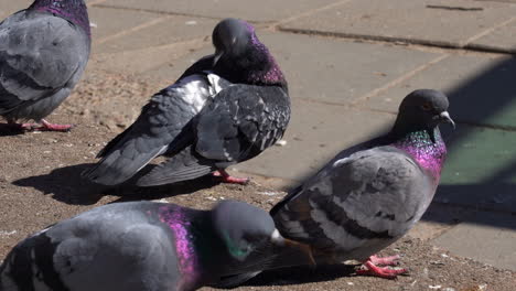 a group of grey wild pigeons grooming themselves on the side of the street