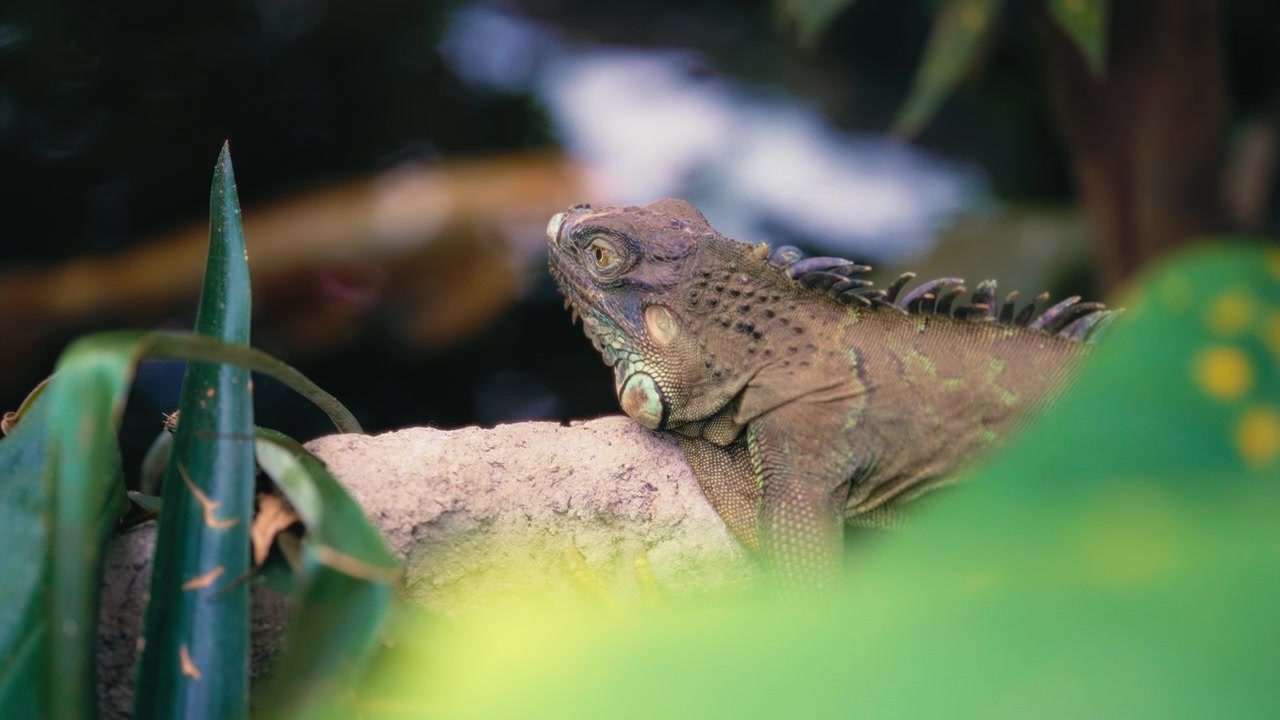 Iguana verde sdraiata su una roccia vicino allo stagno