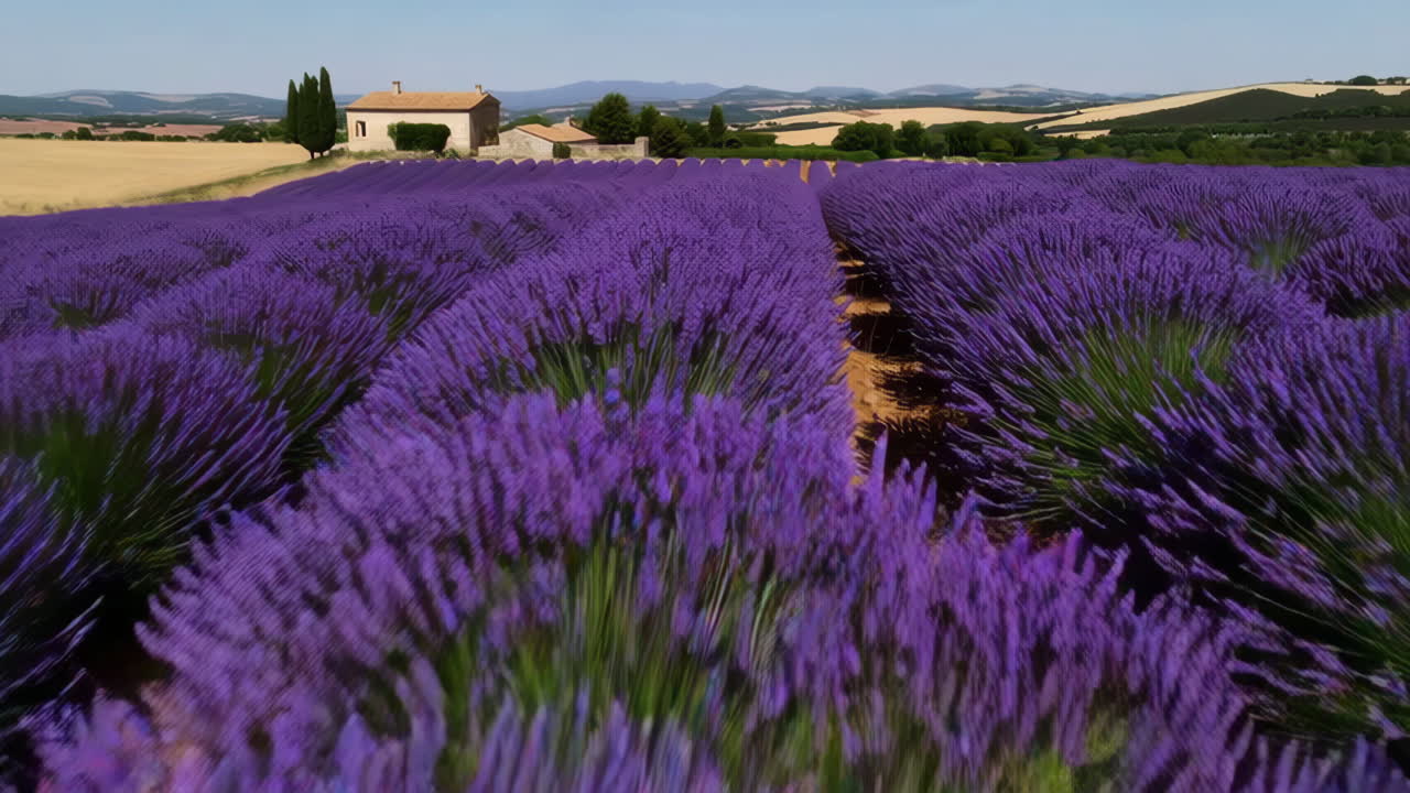 Lavender Fields in Provence, France