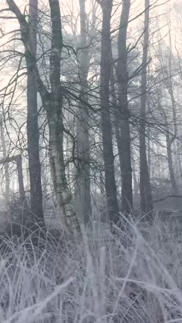 misty winter forest with frost