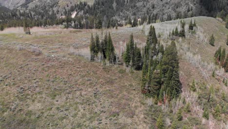 Slow-bare-forest-pan-reveal-of-forest-and-snow-covered-mountains-in-Big-Cottonwood-Canyon,-Utah-USA