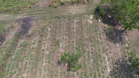 sugar cane harvest plantation, lush green fields in guanare, venezuela, aerial view