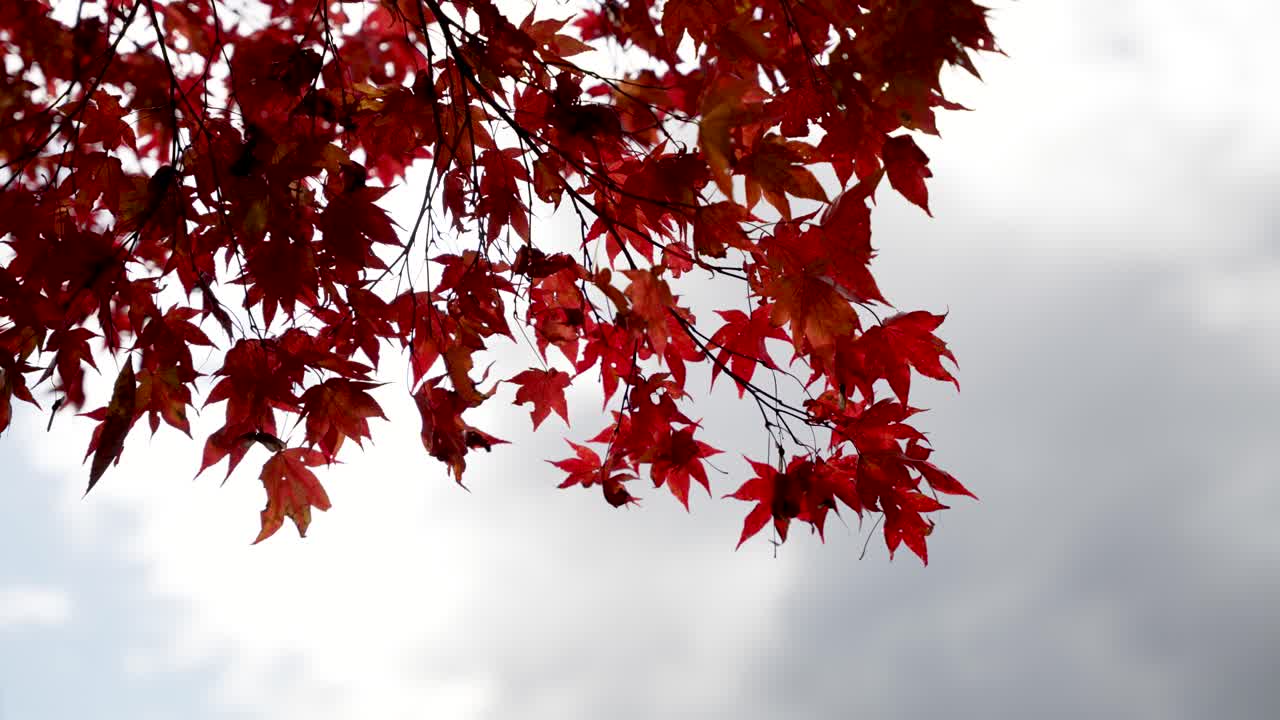 Bright crimson Japanese maple leaves on branches evoke autumn's beauty and natural tranquility.