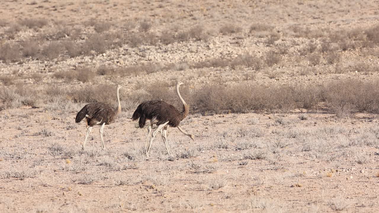 Bidikan lebar tiga burung unta betina berjalan melewati lanskap kering dan luas Taman Transfrontier Kgalagadi