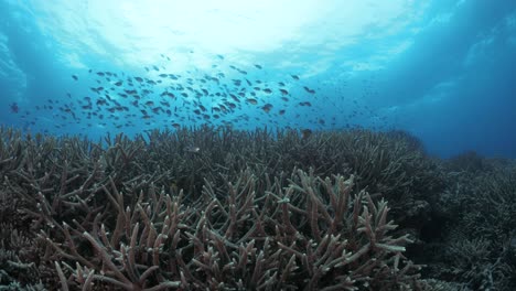 sun behind a school of fish swimming over the branches of a staghorn covered coral reef in tropical blue water