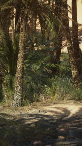 palm trees in a desert oasis