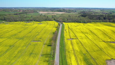 Gran-Extensión-De-Campos-De-Colza-Amarilla-Con-Camino-Rural-Entre-Ellos,-Panorámica-Aérea