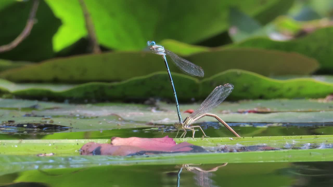ala oscura sobre una hoja verde en un lago copulando juntos