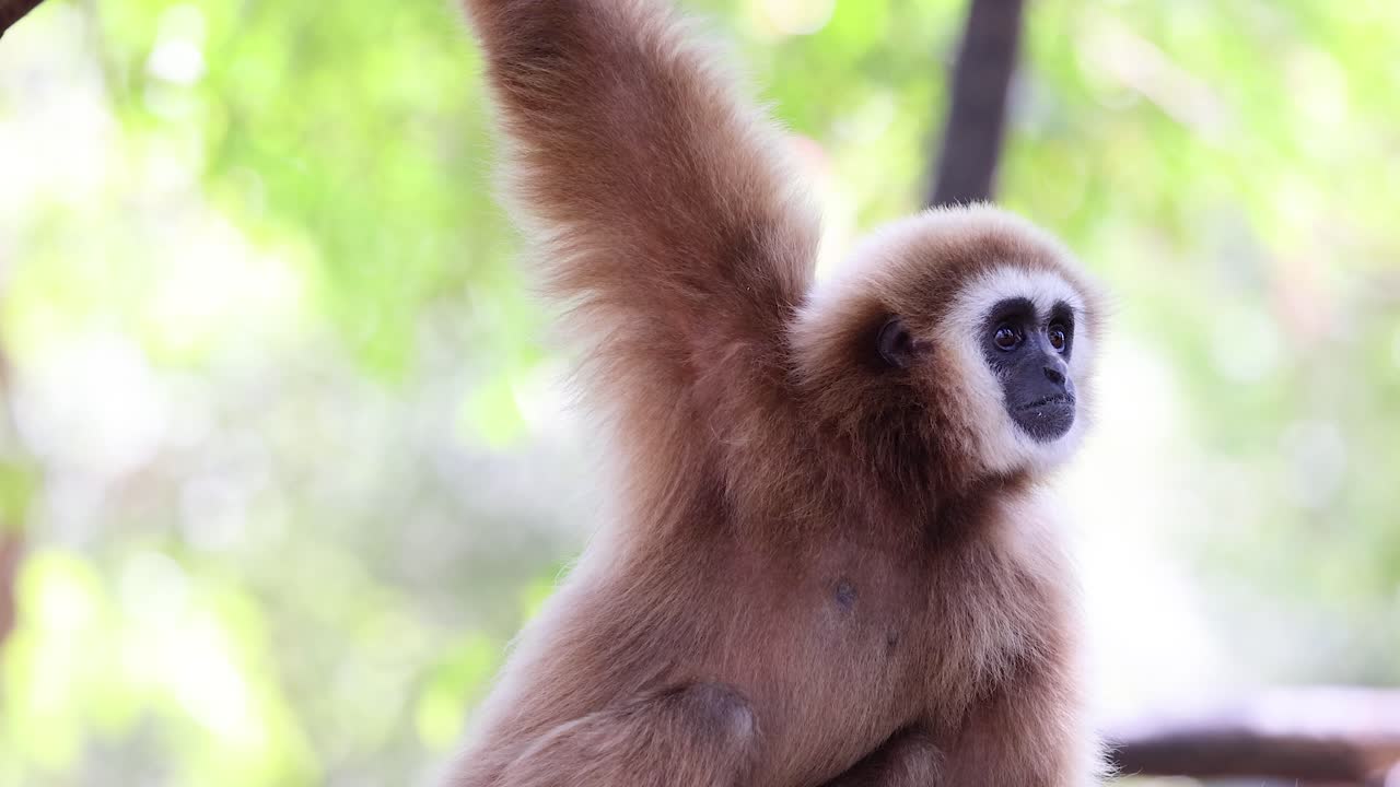 gibón en su hábitat natural, observando el entorno