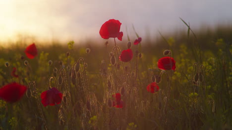 cornish coastal red poppies glow in golden sunset light swaying in ocean breeze, west pentire, cornwall - close up