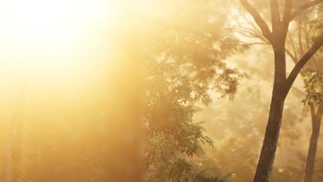 larch forest with sunlight and shadows at sunrise