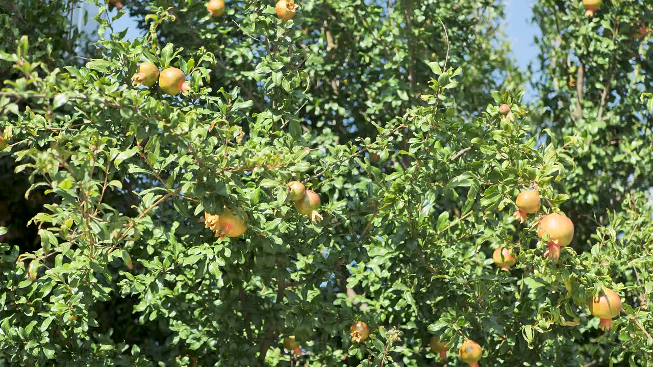 Albero di melograno