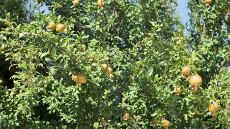 Pomegranate tree