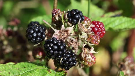 ripe blackberries in late summer sunshine. uk
