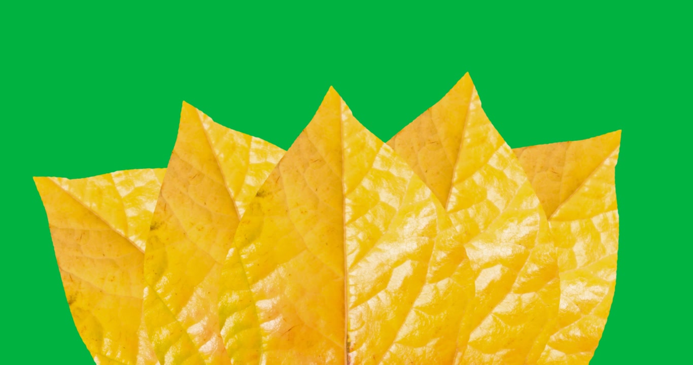 Digital animation of multiple yellow autumn leaves against black background