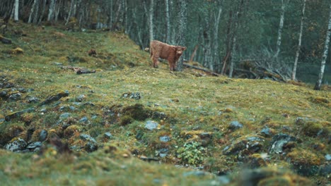 Un-Lindo-Ternero-Montañés-Está-Pastando-En-Un-Campo-Rocoso,-Mirando-A-Su-Alrededor-Con-Curiosidad