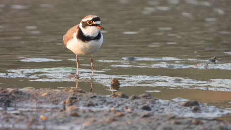 semipalmated plover in lake .