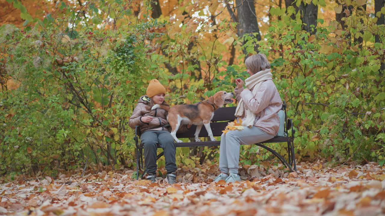 Smiling woman playfully teases cheerful beagle while sitting on park bench with young girl during vibrant autumn day, surrounded by golden leaves and rich forest colors
