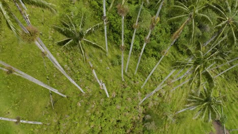 dron se eleva para revelar palmeras de cera en américa del sur