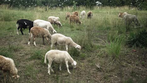 Small-flock-of-sheep-and-goats