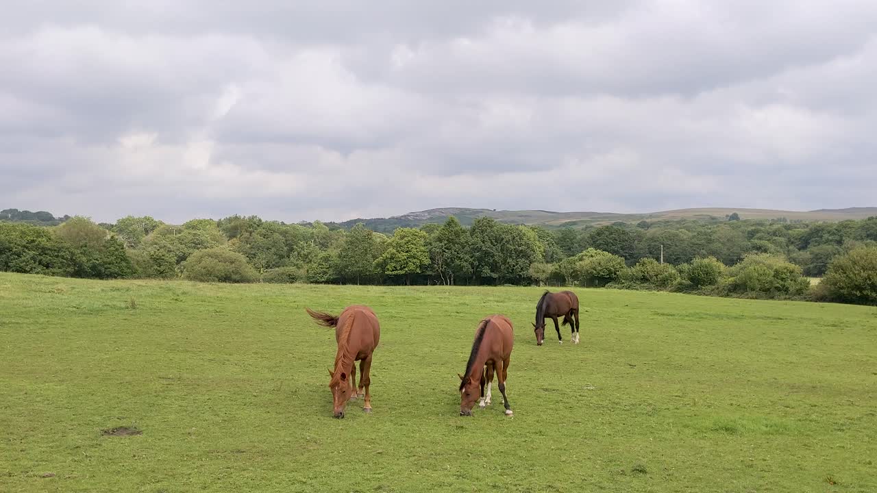 caballos pastando en el campo con fondo de montaña espectacular en brecon beacons gales reino unido 4k