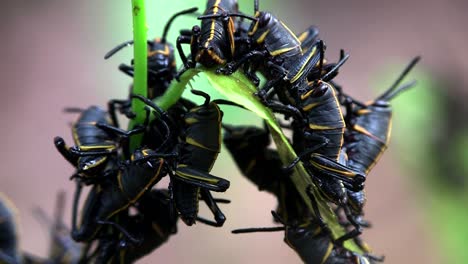 black insects eat a green leaf 1