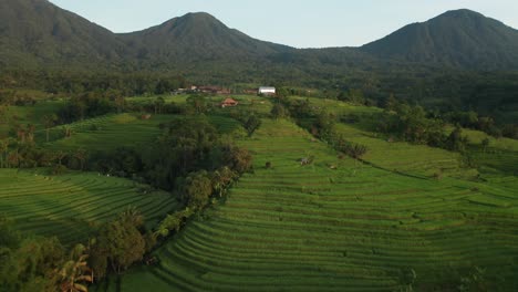 famous jatiluwih rice terrace in bali, tourist attraction and unesco heritage site, aerial