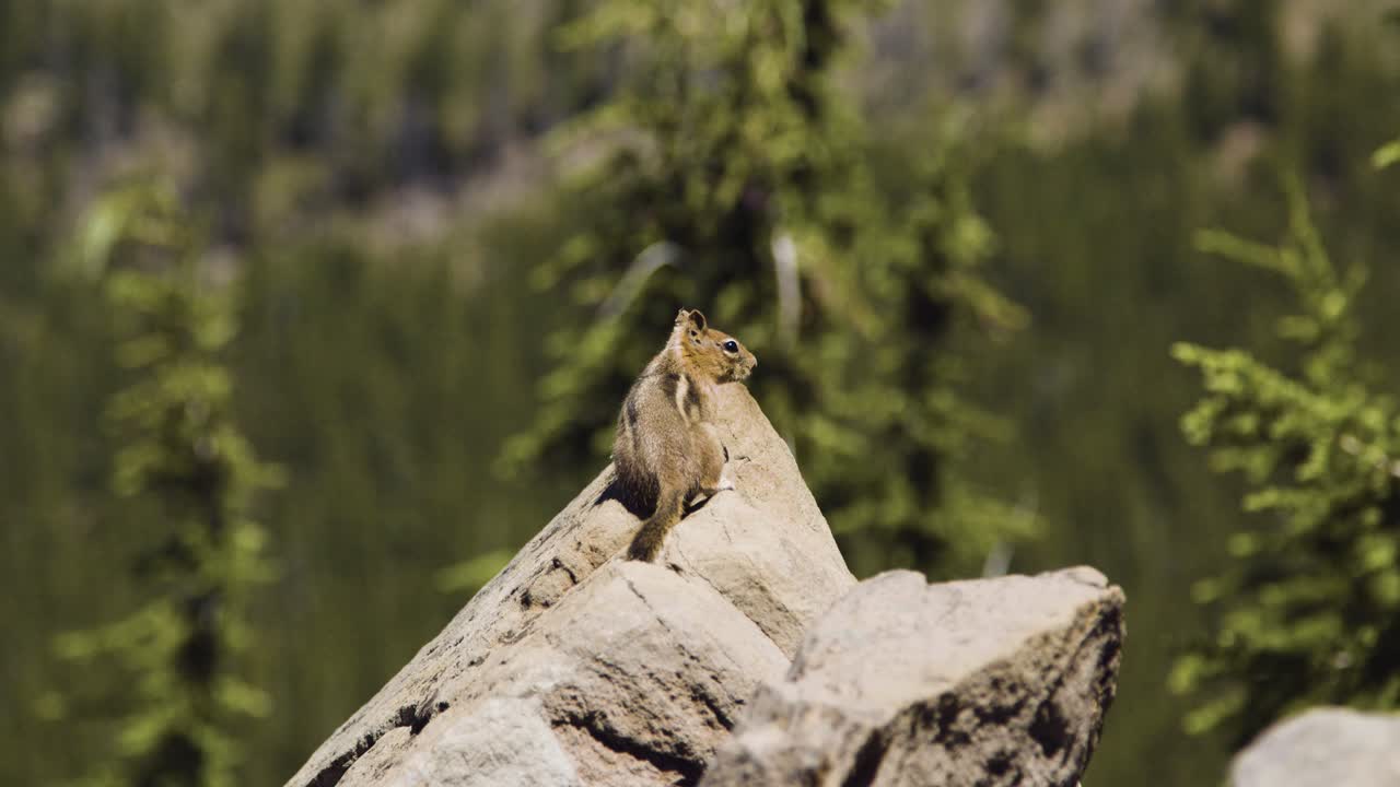 Scoiattolo su una parete rocciosa di montagna con alberi sullo sfondo