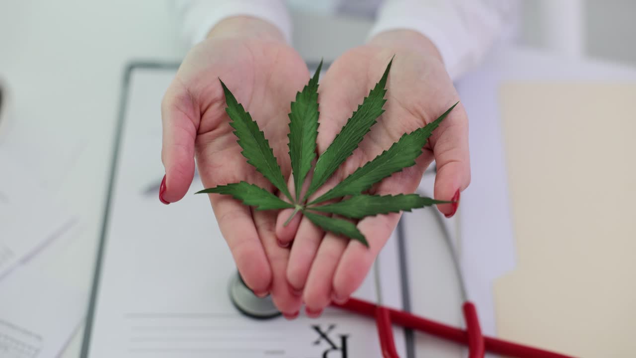 Doctor's hands holding a cannabis leaf, symbolizing medical marijuana