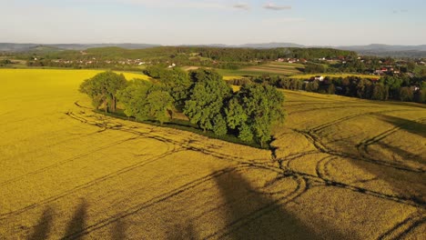 blooming rapeseed flowers and green copse in southern poland, aerial view