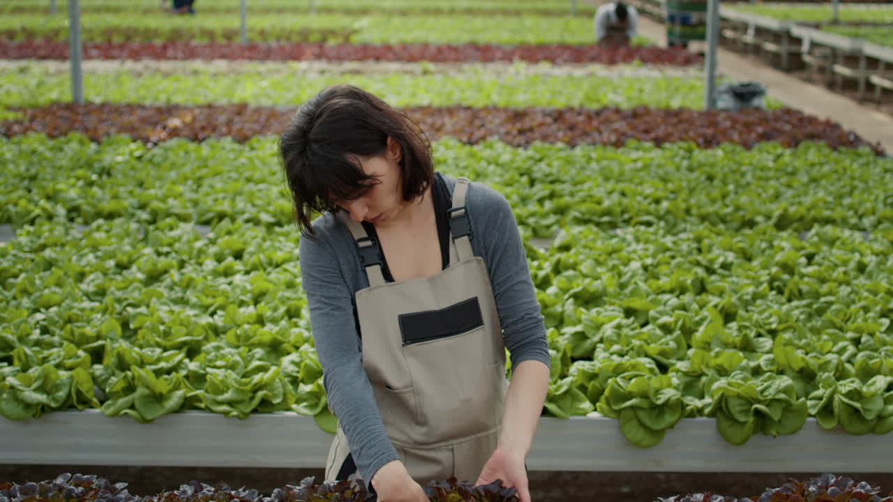Woman working in a greenhouse with lettuce crops