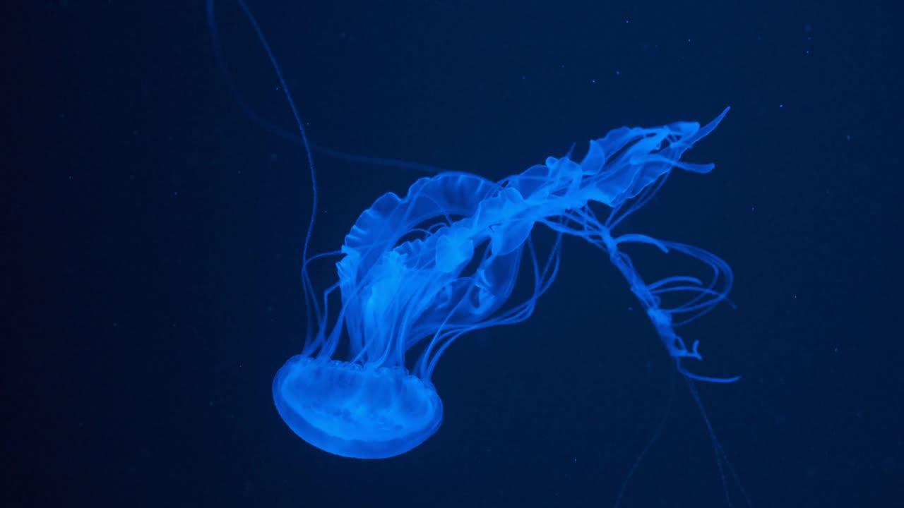 Meduse fluorescenti che nuotano in acquario. Riprese subacquee di meduse trasparenti e luminose. Ciclo continuo di meduse blu che nuotano.