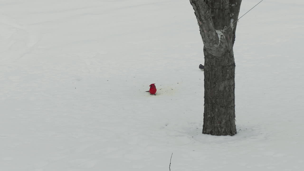 눈 속을 파고 있는 외로운 추기경