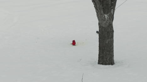 lone cardinal digging in the snow