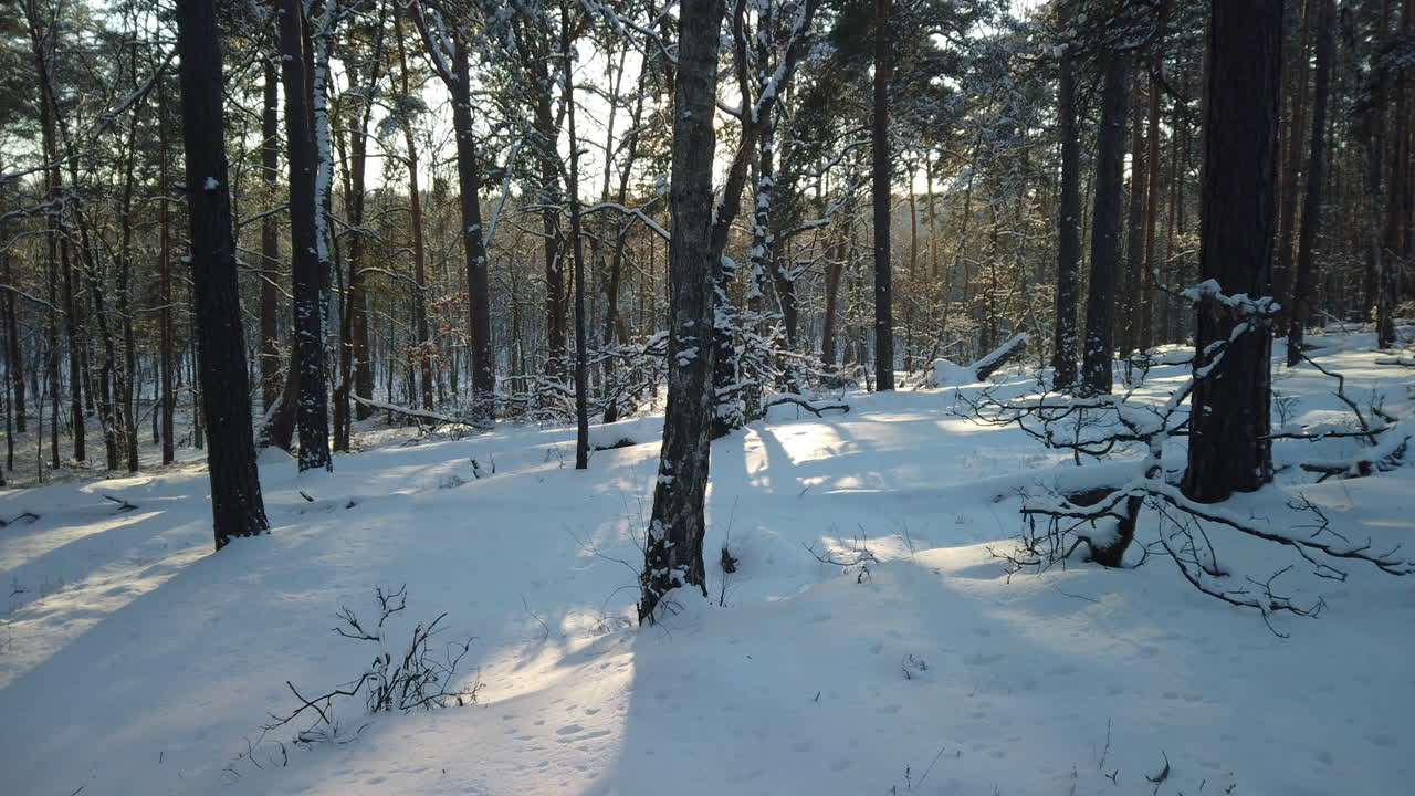 북유럽의 겨울 동안 눈 덮인 숲에서 일몰 timelapse