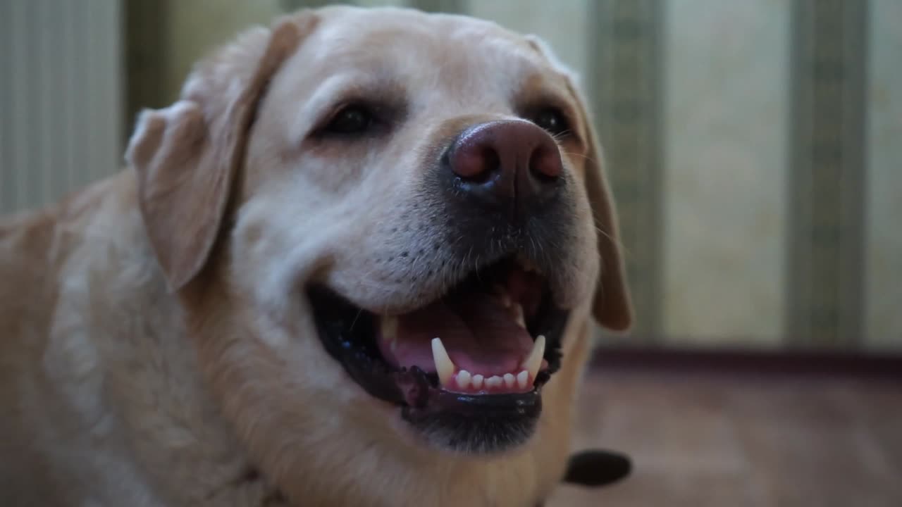 Dog of Labrador breed in lies on the floor and breathe hard