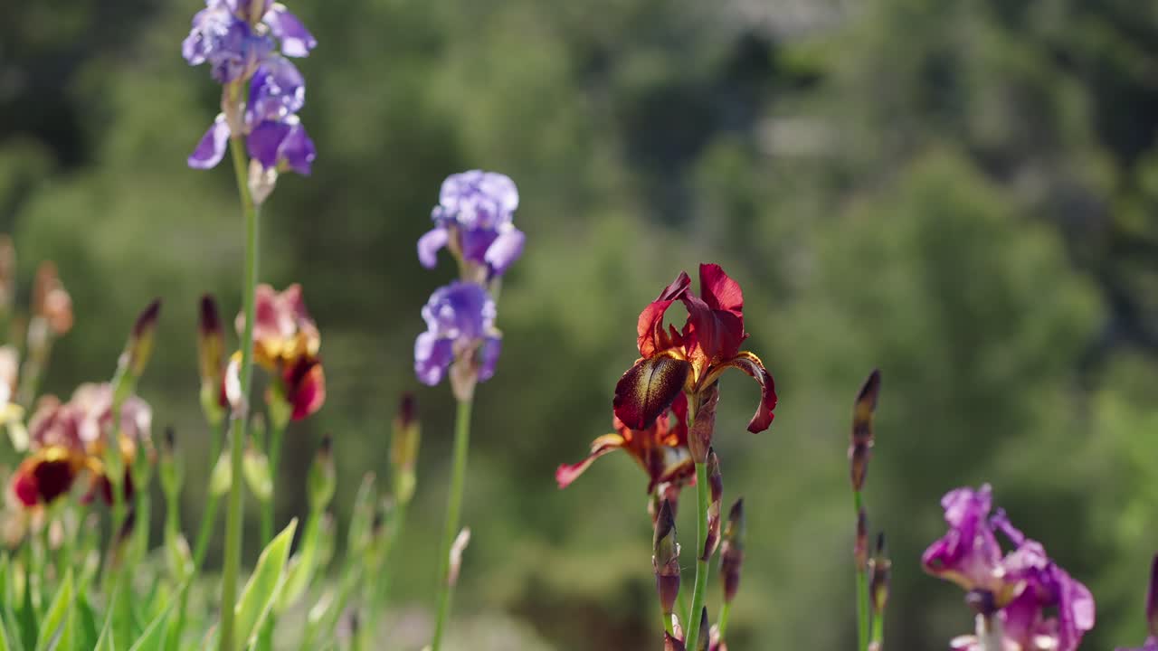 백합, 다른 색상, 녹색 배경으로 봄 바람에 날리는