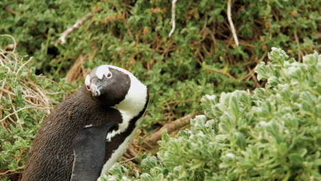 african penguin sits among coastal vegetation in windy conditions, cape town