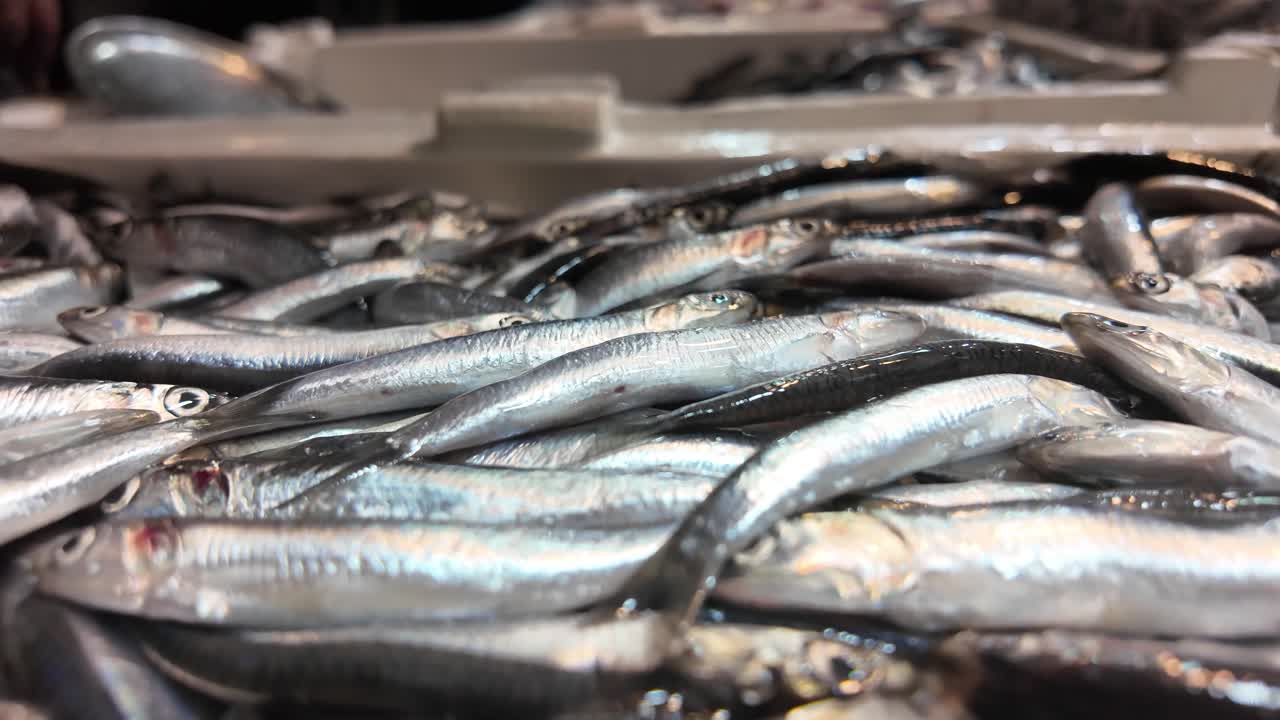 Fresh Anchovies at the Market