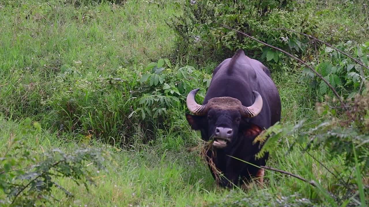 gaur 또는 인도 들소는 서식지 손실 및 사냥으로 인해 취약한 것으로 분류되는 남아시아 및 동남아시아에서 발견되는 현존하는 가장 큰 소과 같은 거대한 동물입니다.