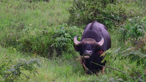 el gaur o el bisonte indio es un animal masivo como el bovino existente más grande encontrado en el sur y sureste de asia que está clasificado como vulnerable debido a la pérdida de hábitat y la caza