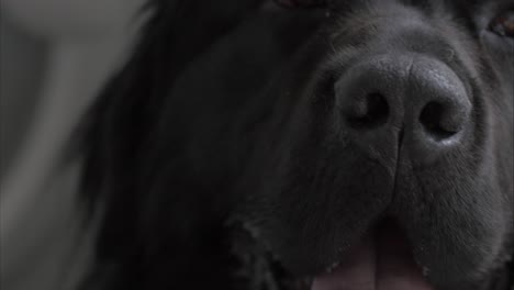 Gorgeous-Newfoundland-male-dog-cooling-down-and-barking