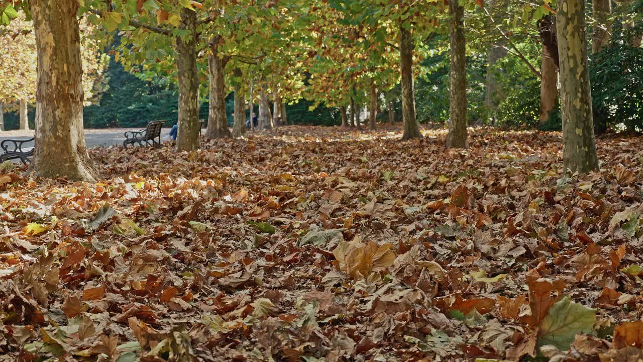Low angle shot of a dense carpet of fallen autumn leaves under a row of mature Sycamore trees